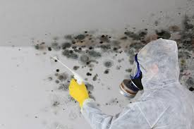 Why You Should Choose Our Mold Remediation Services in Placeholder9